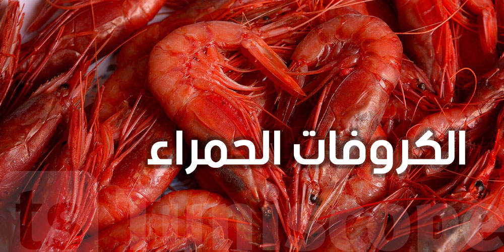 شنوّا حكاية ''الكروفات'' الحمراء من بنزرت لإيطاليا؟