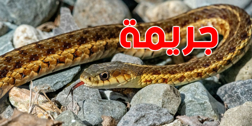 طمعاً في الميراث: زوز خوات يستخدمو ''سلاح الأفاعي'' لقتل والدهما
