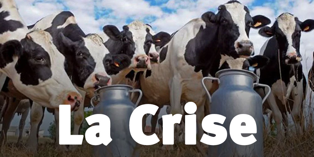 Choc laitier en Tunisie : la production laitière traverse une crise sans précédent