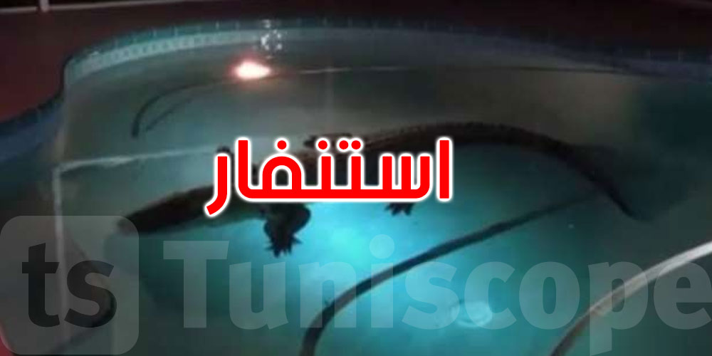 العثور على تمساح داخل مسبح منتجع فاخر شهير.. التفاصيل