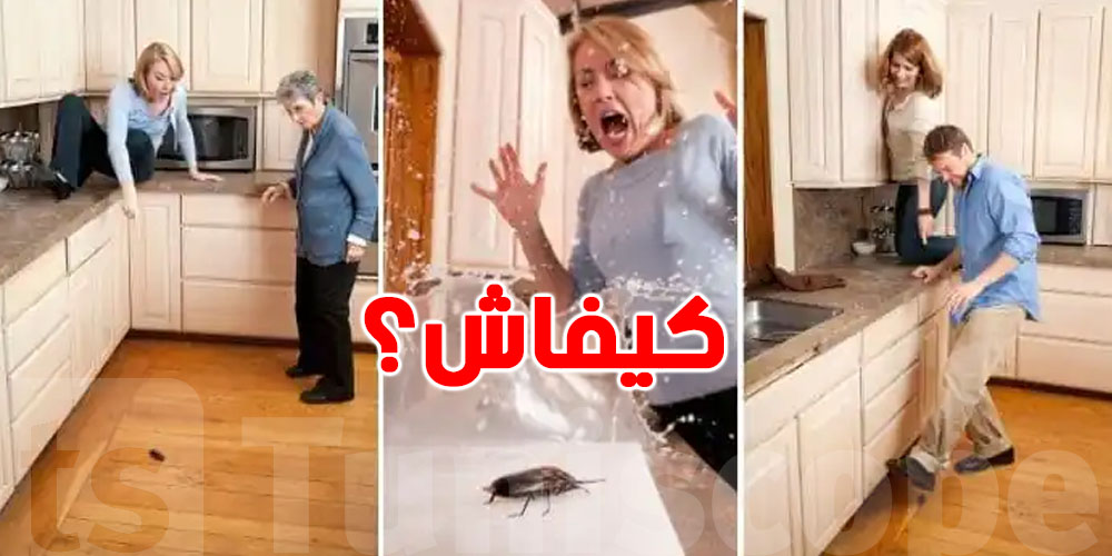 كوجينتك فيها حشرات؟ هاو 5 طرق طبيعية تخليك تنساهم بلاش مُبيدات