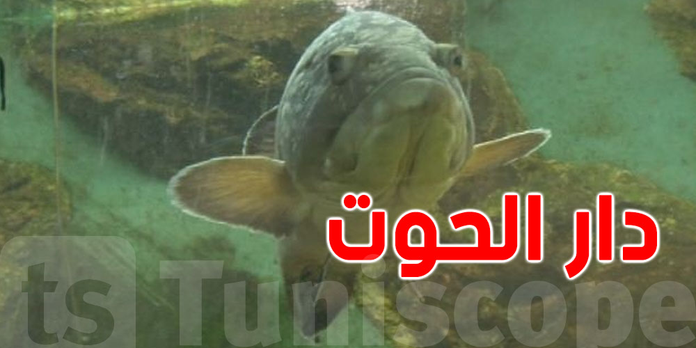 فرصة للعائلات التونسية: دار الحوت والمحميات الطبيعية مجاناً لمدة أسبوع