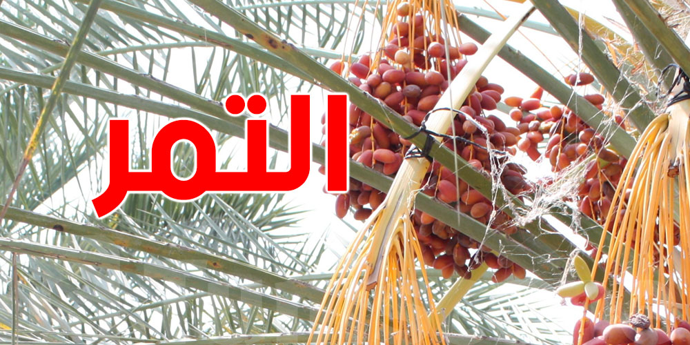 4 فوائد صحية لتناول التمر بشكل يومي