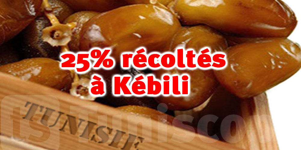 Kébili : Taux de la cueillette des dattes est de 25%