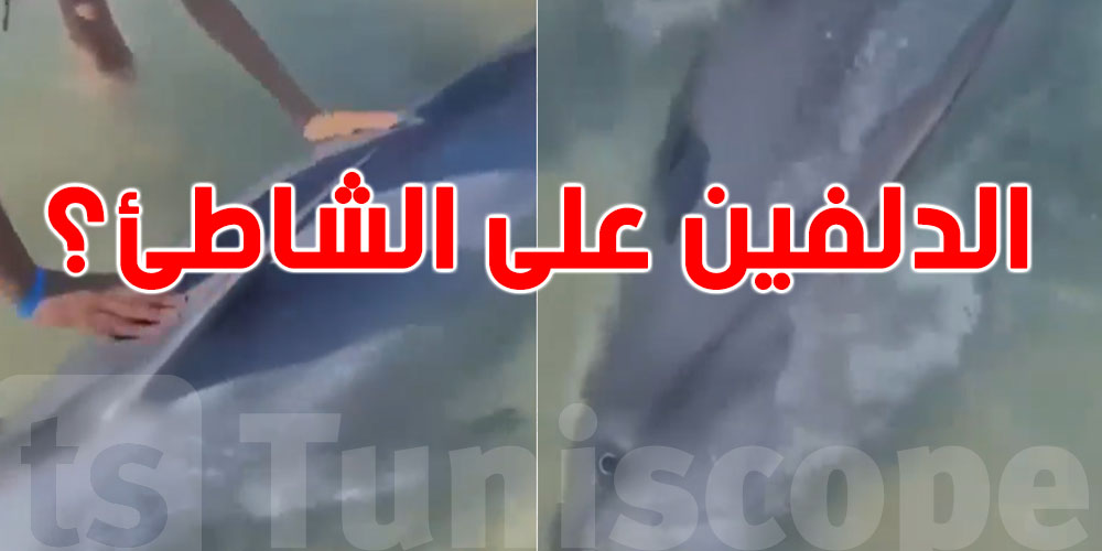 هل ظهور الدلافين قرب السواحل التونسية طبيعي؟ خبير يجيب