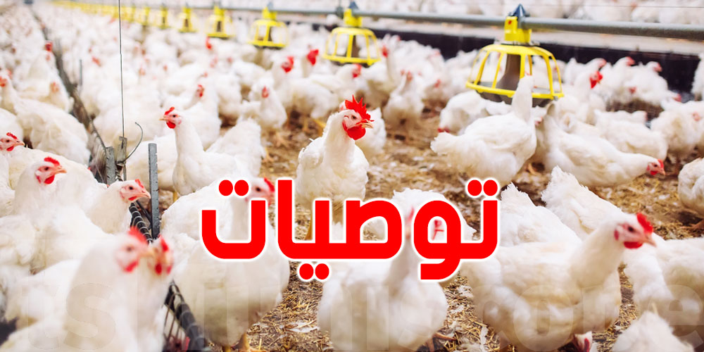 موجة الحر تضرب قطاع الدواجن.. قرار عاجل من وزارة الفلاحة