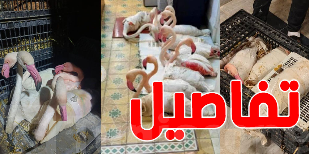 عاجل : إحباط محاولة تهريب طيور ''flamant rose '' إلى خارج تونس