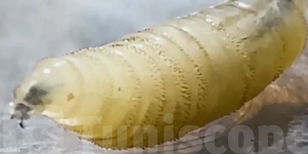 آفة خطيرة ''آكلة اللحم الحي'' تنتشر وتربك مربي الماشية