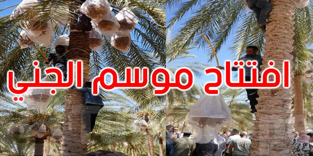 تونس تتوقع صابة قياسية للتمور تقدّر بـ404 آلاف طن هذا العام