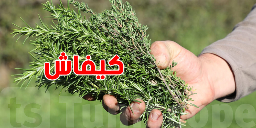 إكليل الجبل: سرّ جدّاتنا التوانسة لشعر قوي وكثيف