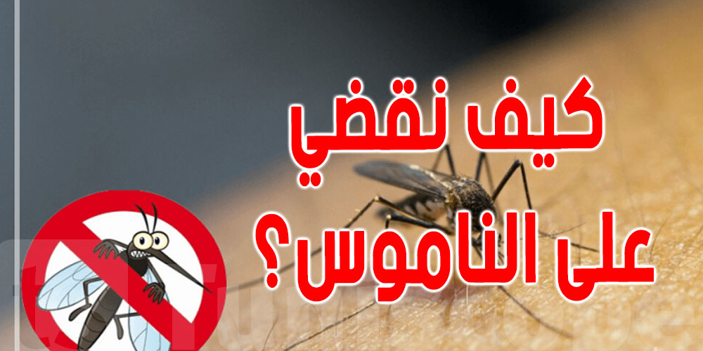 يهم التونسيين :  حيل منزلية فعالة للتخلص من الناموس