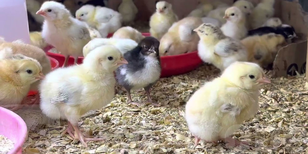 Tunisie : Alerte sur des ''poussins'' vendus sur Facebook