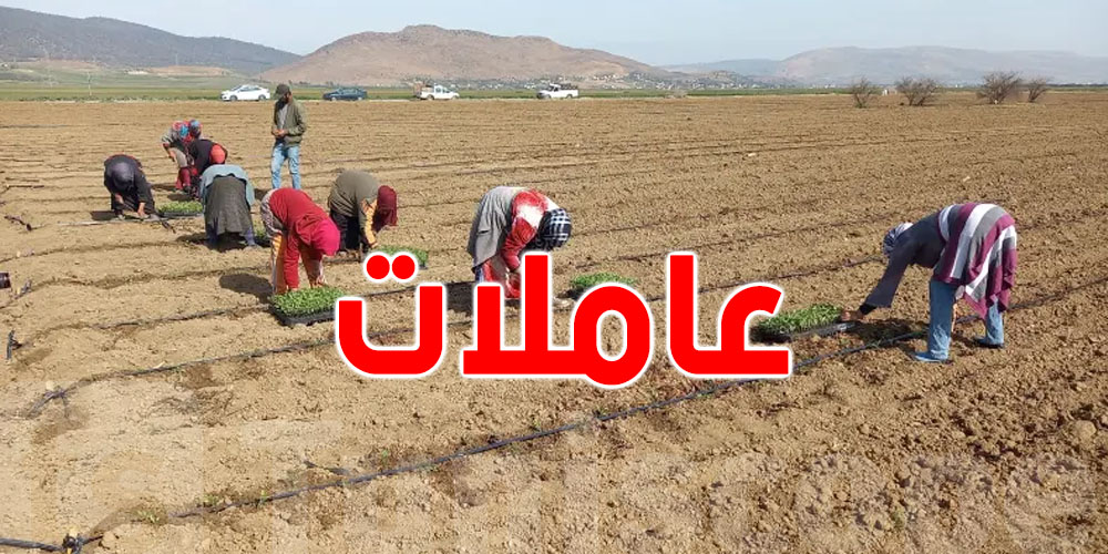 مشروع قانون مالية 2025 : إجراءات بالجملة لفائدة العاملات الفلاحة 