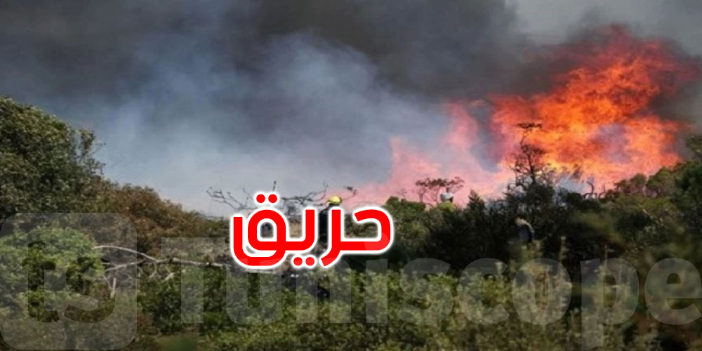 سليانة: تواصل الجهود للسيطرة على حريق جبل المصمودين ببرقو