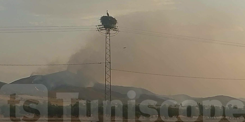 حريق كبير بغابة جبل بورباح بوادي بجندوبة