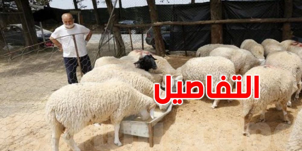 عاجل: بسبب الحرّ والرطوبة...الحشرات تنقل أمراضًا خطيرة تهدّد الثروة الحيوانية!
