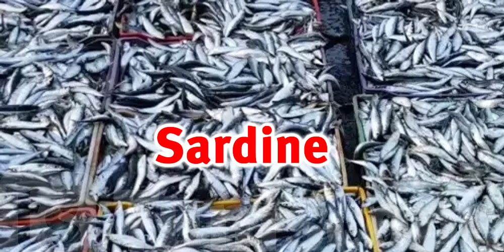 L'Algérie importe des sardines Tunisiennes pour répondre à la demande croissante