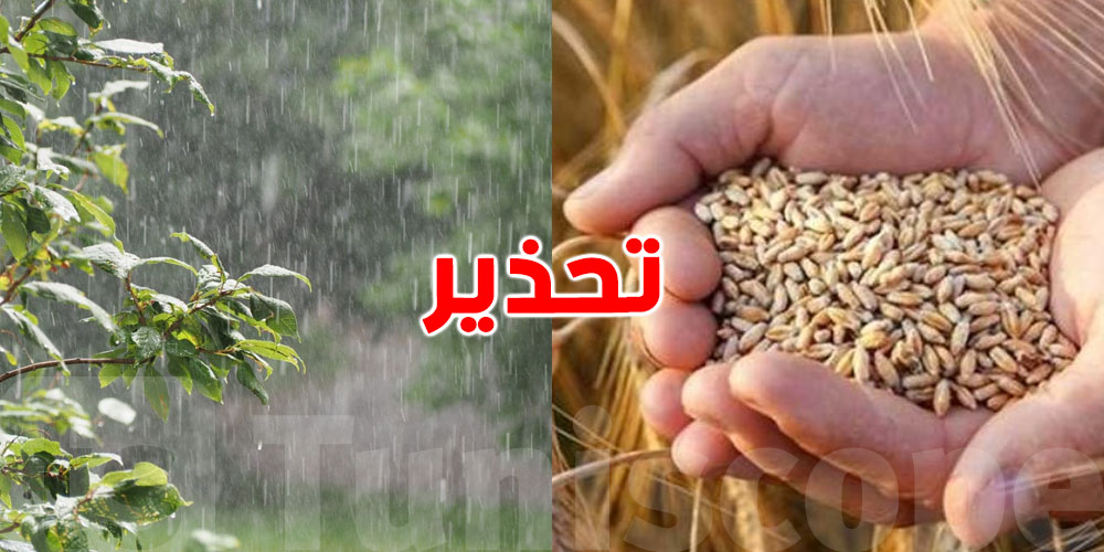  عاجل: وزارة الفلاحة تحذّر من أمطار قويّة.. وتدعو لحماية صابة الحبوب