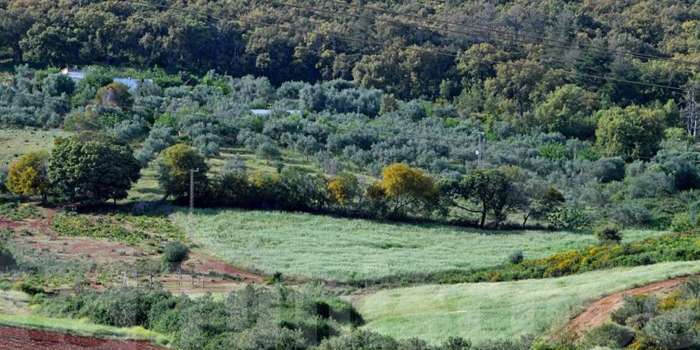 قضية تهزّ المهدية: جمجمة وعظام تكشف هوية مفقود منذ فيفري!