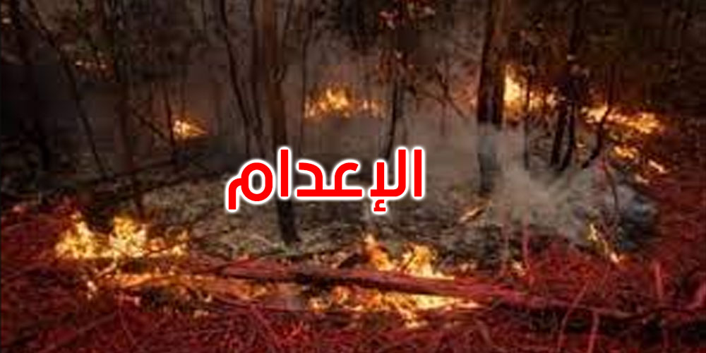  وزارة الفلاحة: هذه عقوبات الحرائق في الغابات والمحاصيل الزراعية