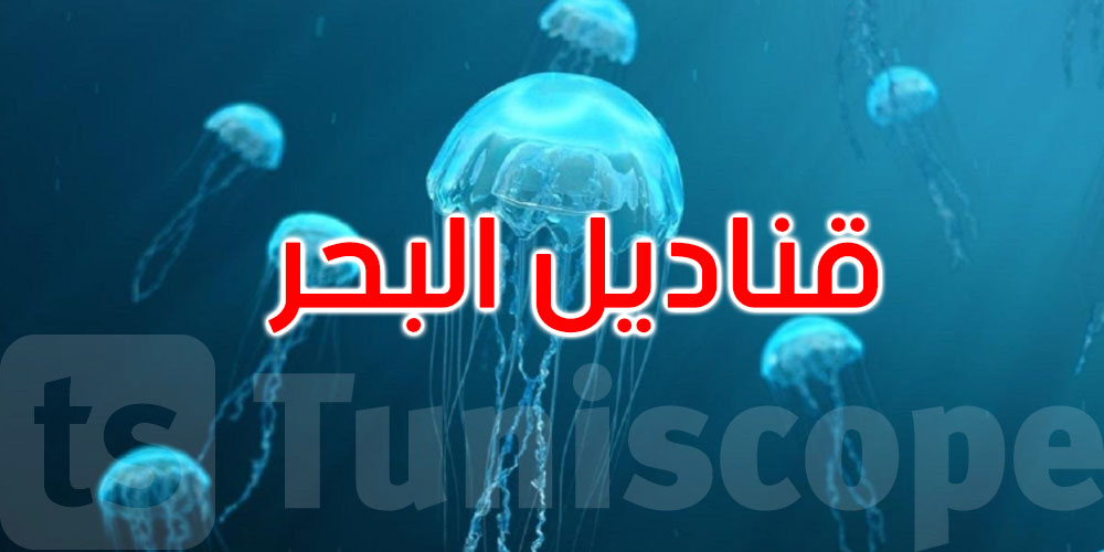 حالة صدمة... قناديل البحر تهدد الطاقة النووية في فرنسا