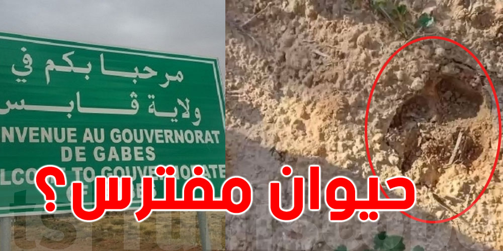 شنيا حكاية ''الحيوان المفترس'' في قابس؟