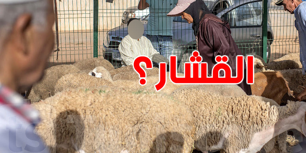 القشار تحت المجهر: هل فعلاً يربح أكثر من الفلاح؟