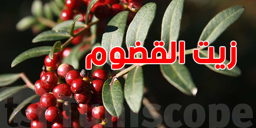 سعرو غالي... أما برشا فوائد: ''زيت القضوم'' شوف شنيا يعمل؟