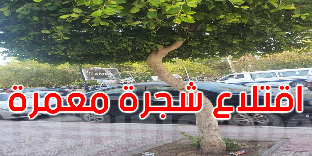 تحت جنح الظلام.. قلع شجرة معمرة يشعل تحركًا قضائيًا في قفصة... التفاصيل