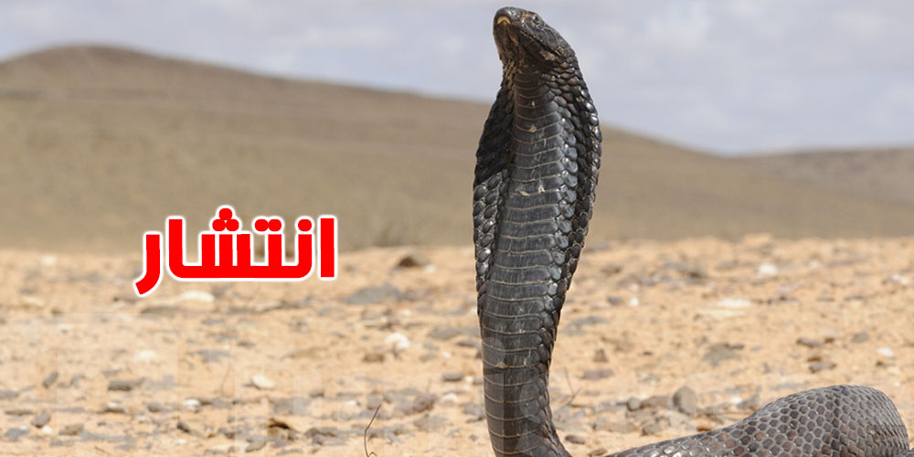 قفصة: أفاعي سامة تهدد التونسيين في الصيف 