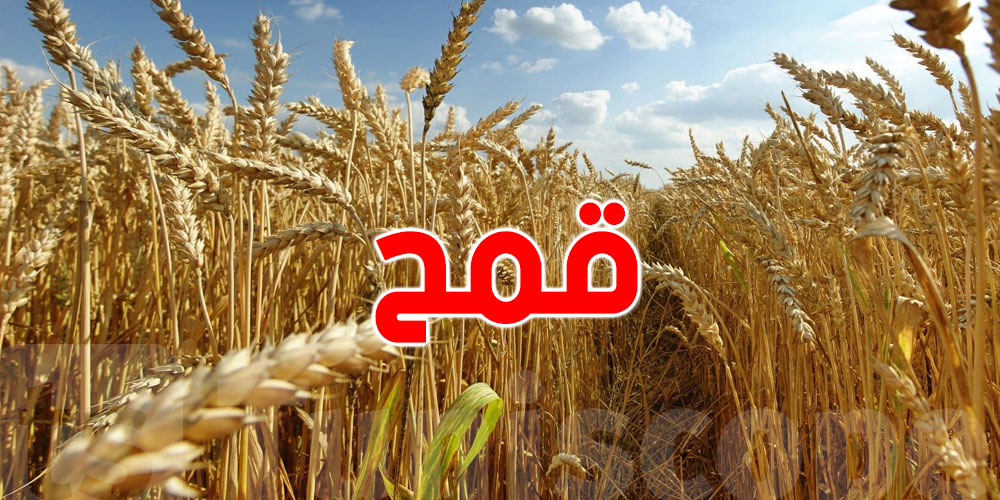 تونس تشتري 50 ألف طن من القمح اللين و75 ألف طن من الشعير