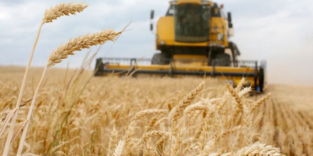Béja en tête de la campagne nationale de moisson