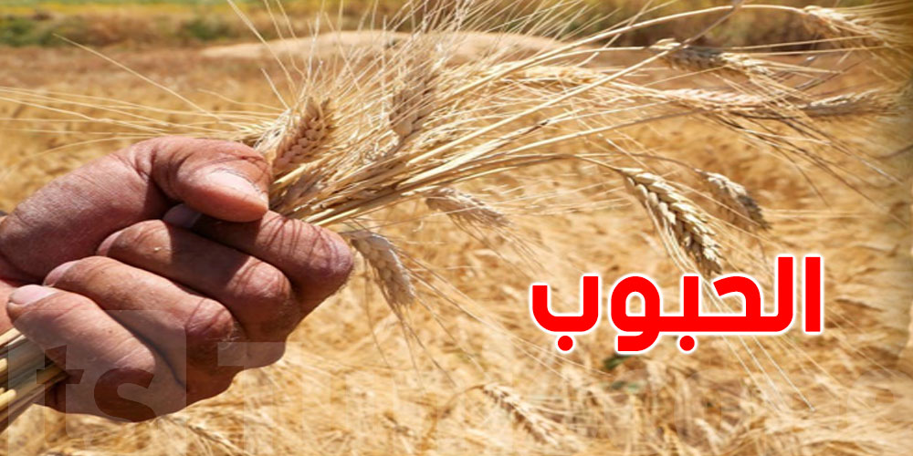 سيدي بوزيد : تراجع تقديرات صابة الحبوب