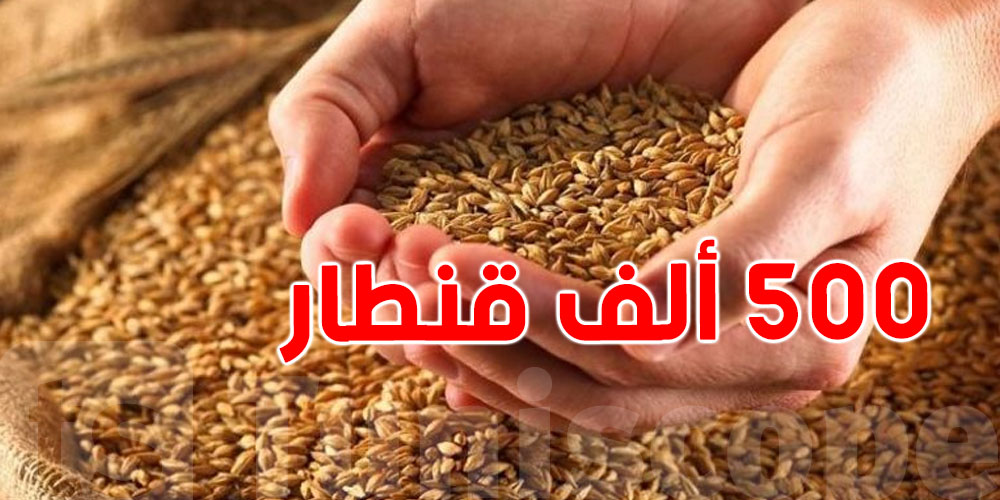وزارة الفلاحة توفر 500 ألف قنطار من بذور الموسم المقبل وتدعو الفلاحين للاستعداد المبكر