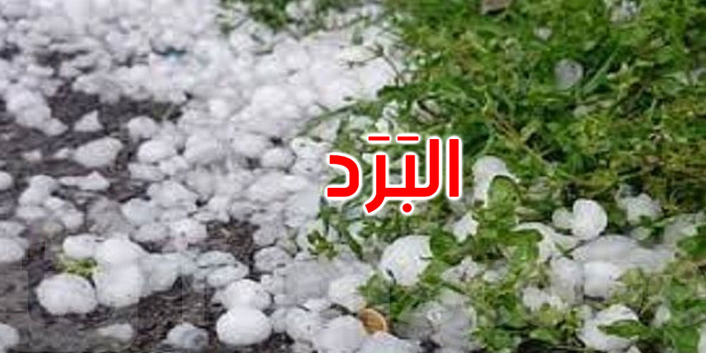 البَرَد يدمّر محاصيل القصرين: أضرار فادحة تُهدّد الموسم الفلاحي