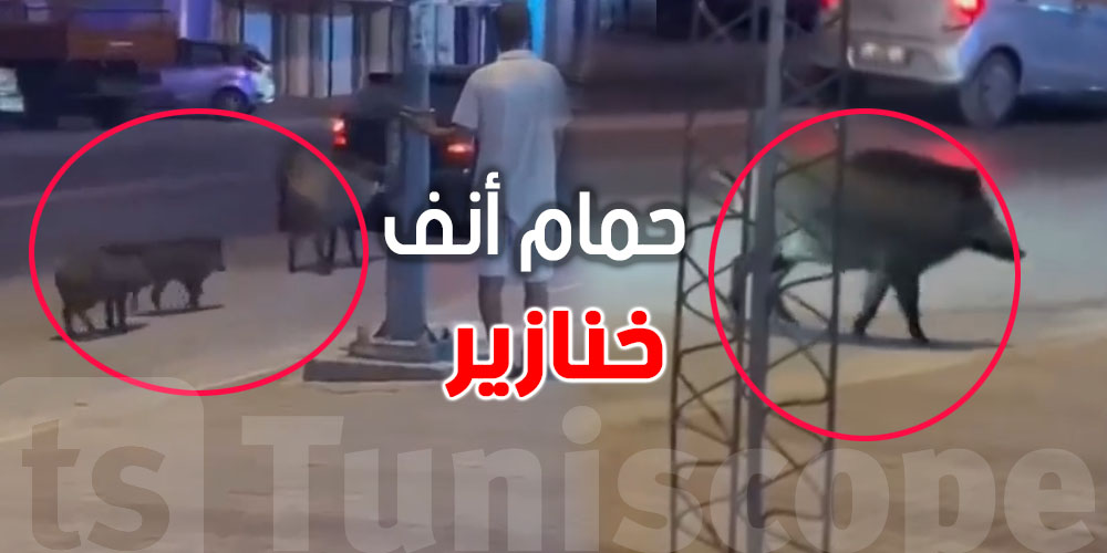 عاجل: الخنازير البرية في حمام الأنف.. شنوّة اللي قاعد يصير؟