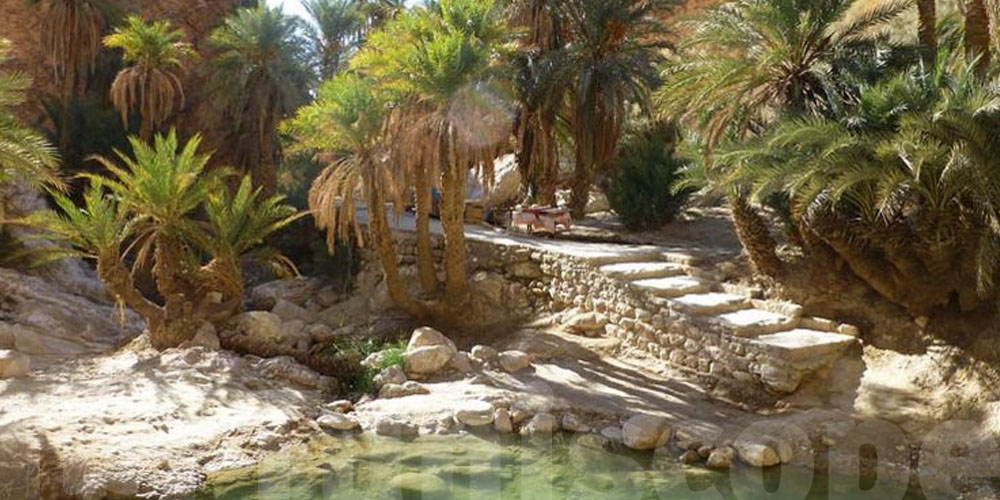 Utilisation des eaux usées traitées dans l’irrigation à l’oasis El Hamma