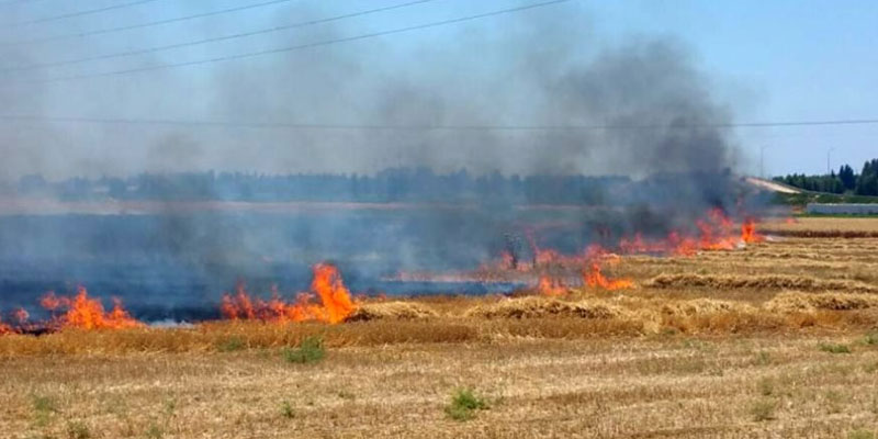Jendouba : un incendie ravage des arbres fruitiers en pleine période de fortes chaleurs