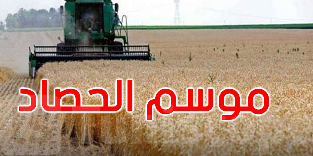 منوبة: انطلاق موسم الحصاد