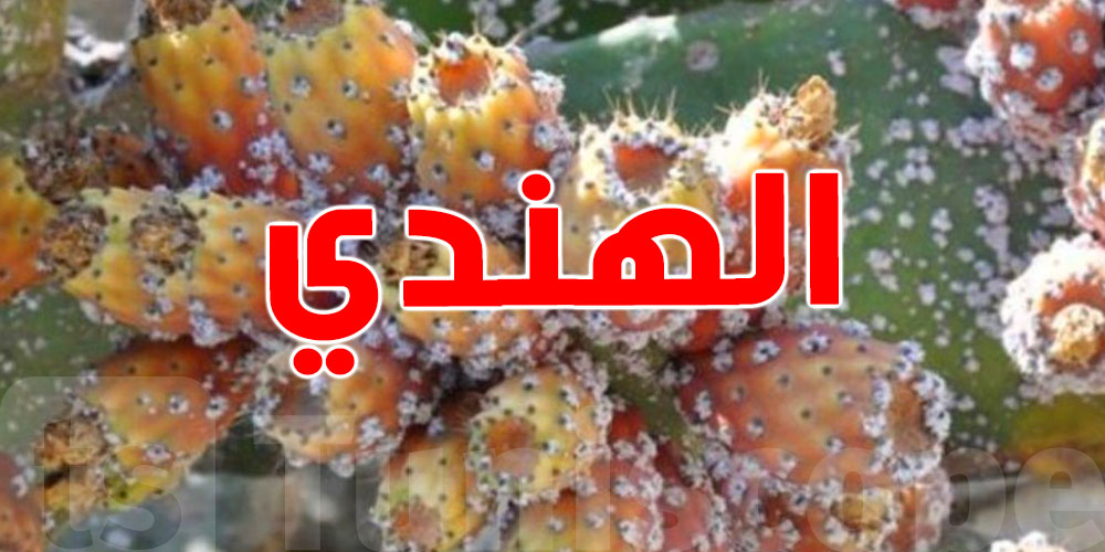 صابة ''الهندي'' تراجعت برشا.. والحشرة القرمزية السبب
