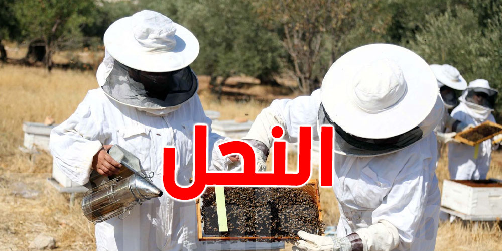 مدير عام ديوان تربية الماشية: النحل يساهم في ثلث غذاء الإنسان