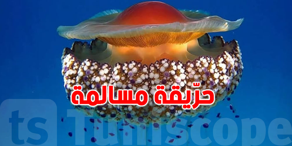 حريقة مسالمة: ''عضمة في الصحن'' تظهر في بحر تونس وهذه قصتها