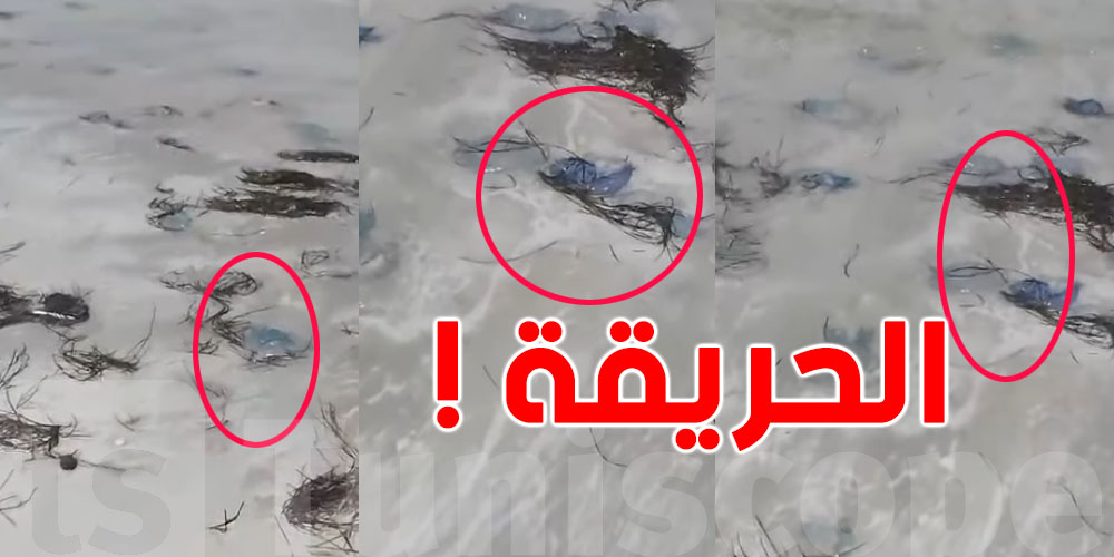 هام: الحريقة ظهرت بكري في الشواطئ التونسية… شنوة صاير في البحر؟