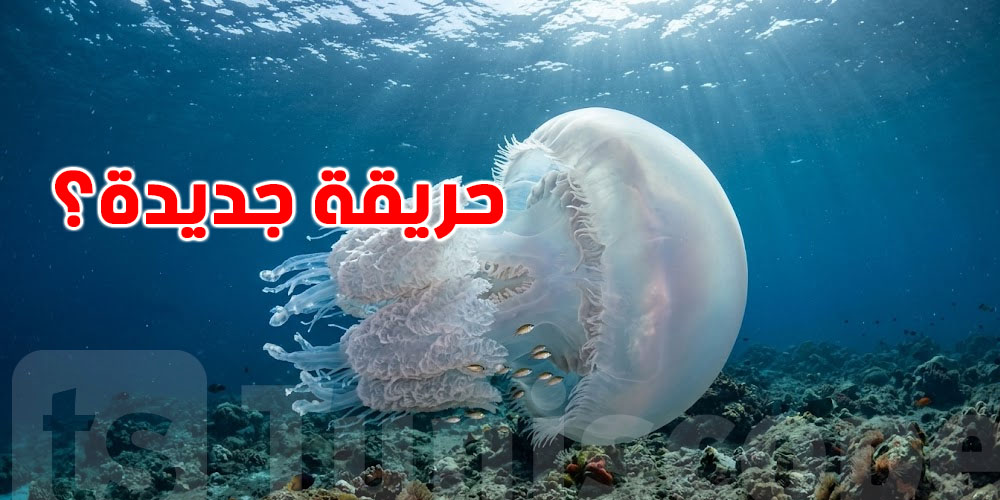 عاجل-قنديل البحر العملاق في قليبية.. هل يمثّل خطراً على التوانسة؟