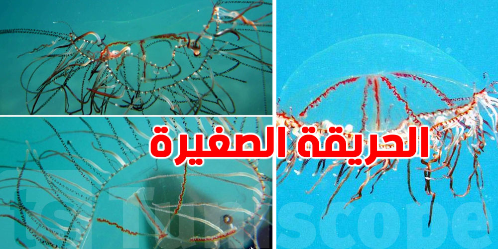 عاجل: الحريقة الصغيرة متاع البحر رجعت.. شنوّة قصتها وهل لسعتها خطيرة؟