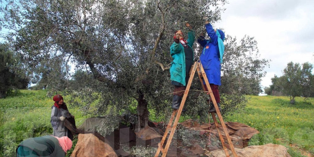 فلاحة صفاقس : اليد العاملة غالية وسعر الزيتون في ارتفاع 