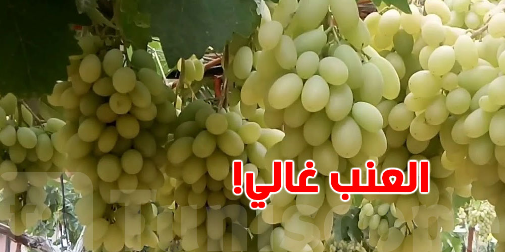 عاجل: العنب غالي علاش؟.. التجار يكشفوا السبب الحقيقي