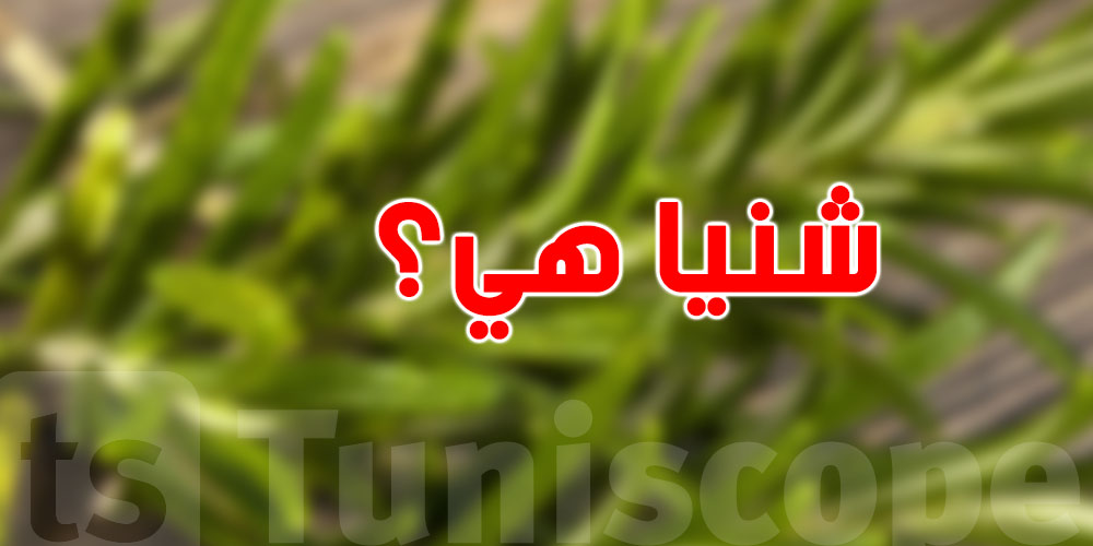عشبة بسيطة في دارك بفوائد كبيرة...تعرّف عليها