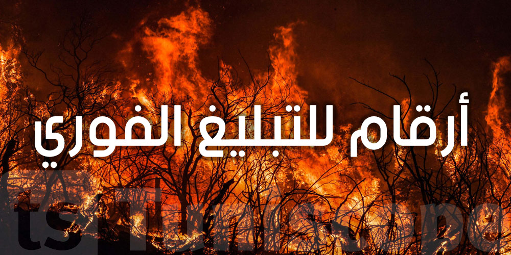 كيفاش تتصرف كي تشوف دخان أو نار في الغابة؟ خطوات بسيطة تنقذ بلادنا