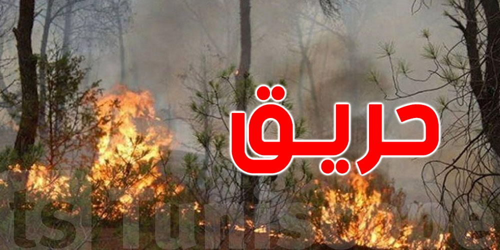 تدخل عاجل لوحدات الحماية المدنية للسيطرة على حريق مهول في معتمدية باجة الجنوبية